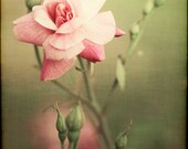 in the rose garden - pretty pink  rose green flower floral - decorative photo print