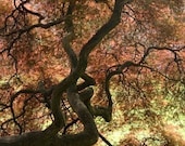 Tree Photography, nature photography, tree print, tree wall art, nature photo, tree wall decor, tree photo - Behind the Light - 5x7