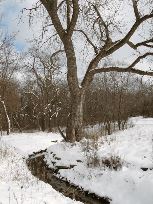 Snowy Creek - Winter Snow Photo Art