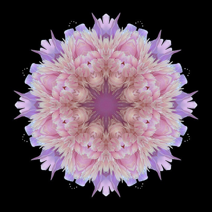 Flower Mandala Art - Lavender Pink Peony - Love Is Within