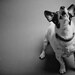 shelter dogs no. 19