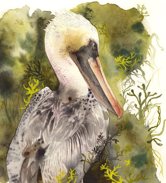 Brown Pelican Print, nature sea bird, pelican art, watercolor painting, print