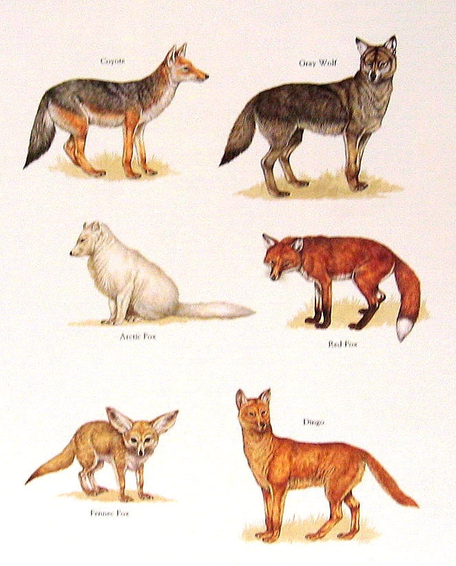 Coyote Vs Fox / Picture Of A Fox And A Coyote - PictureMeta
