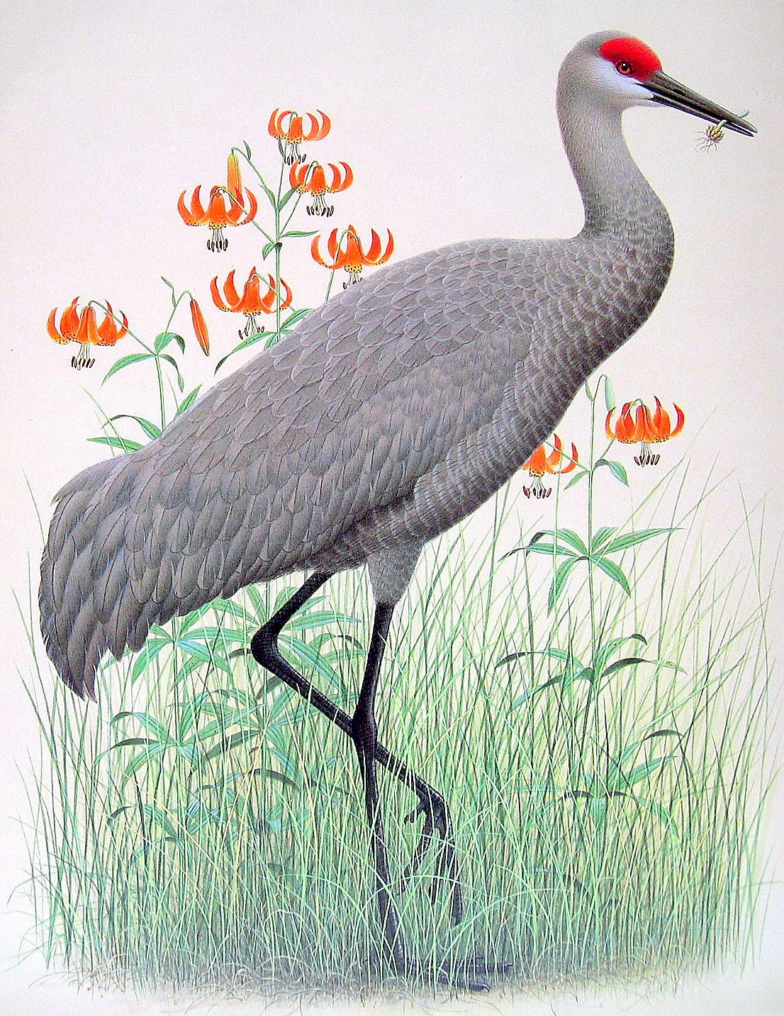 1989 Vintage Bird Illustration Sandhill Crane