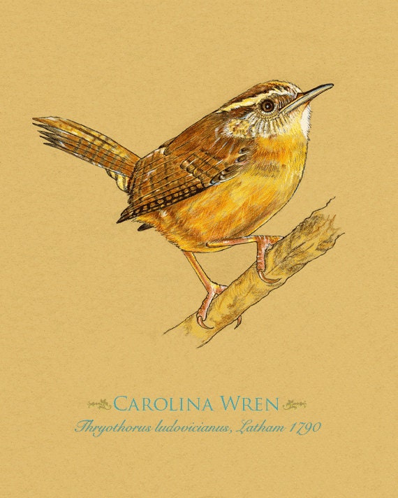 Art Print Carolina Wren Bird