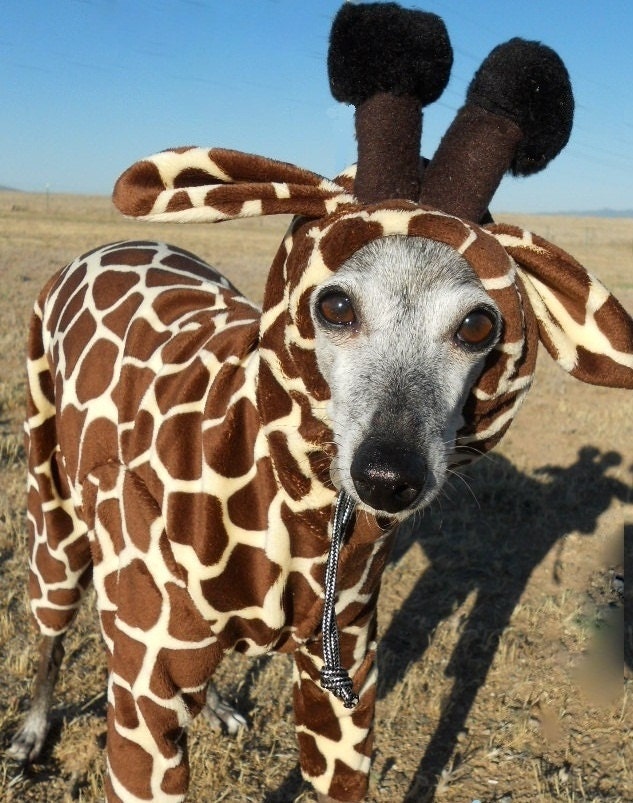Petite Giraffe Pet Costume- have your own tiny lap giraffe -size MEDIUM Italian greyhound 16 inches long