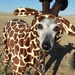 Petite Giraffe Pet Costume- have your own tiny lap giraffe -size MEDIUM Italian greyhound 16 inches long