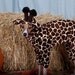 Petite Giraffe Pet Costume- have your own tiny lap giraffe -size MEDIUM Italian greyhound 16 inches long