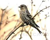 There's A Bird in my Bokeh