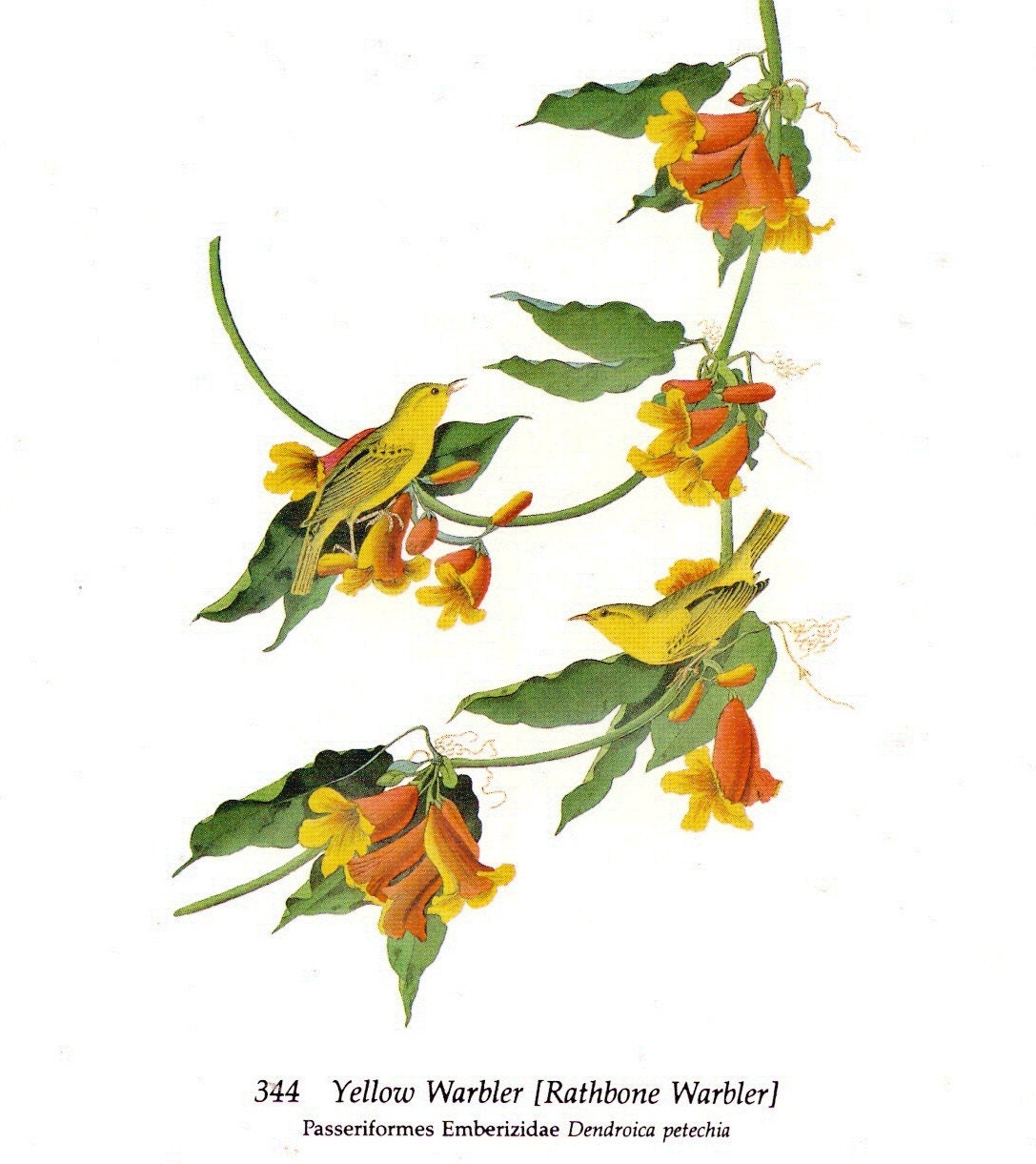 Audubon Yellow Warblers for Framing, Altered Art, Collage, Scrapbooking, Paper Arts, Assemblage and MORE