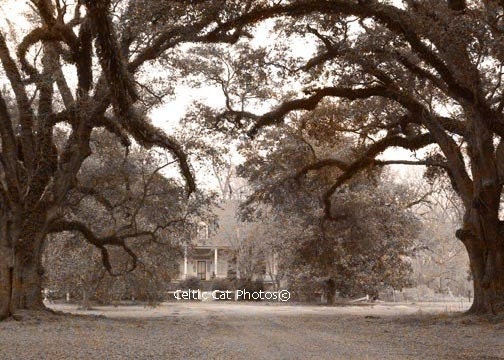 Landscape Southern Photography Sepia Style Black and White 11 x 14 Live Oaks Plantation Yesterday's Dreams