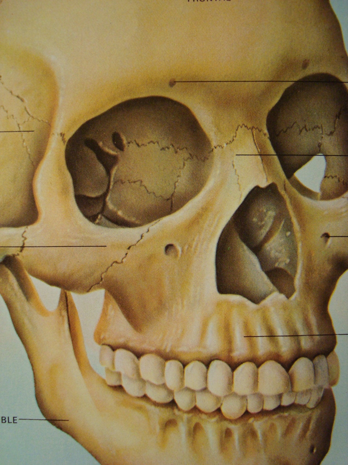 Floating Skull Anatomy Original Print Number 544