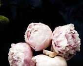 Botanical No. 0006 -  limited edition numbered print