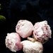 Botanical No. 0006 - limited edition numbered print