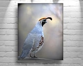 Quail, Fine Art, Bird Photograph, Bird Print, Bird Art, Arizona, 8x10