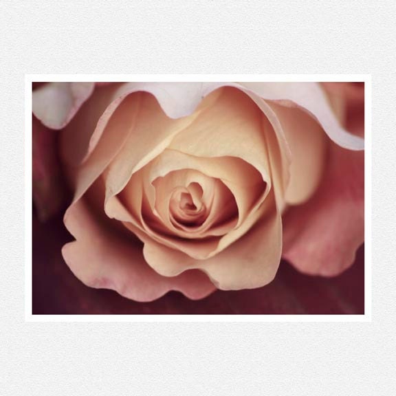 Flower Photography, blush pink, rose, macro, Karmic, nature fine art photography print 8x12 mother's day - moonlightphotography