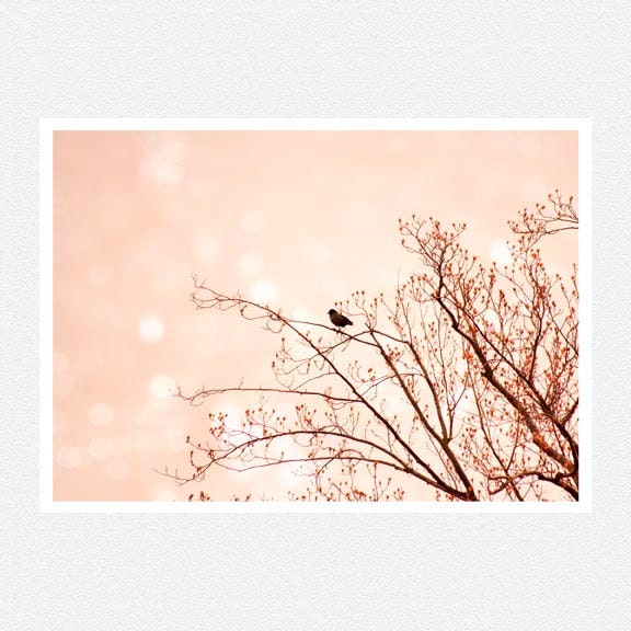 Nature Photography, tree branches, crow, blush pink, Welcome Spring, nature fine art photography print 8x10
