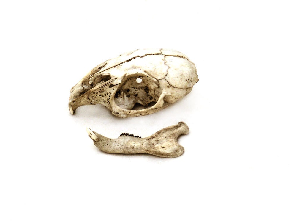 Natural History Photograph Rabbit Skull - Sepia Print Bones Anatomy Photography