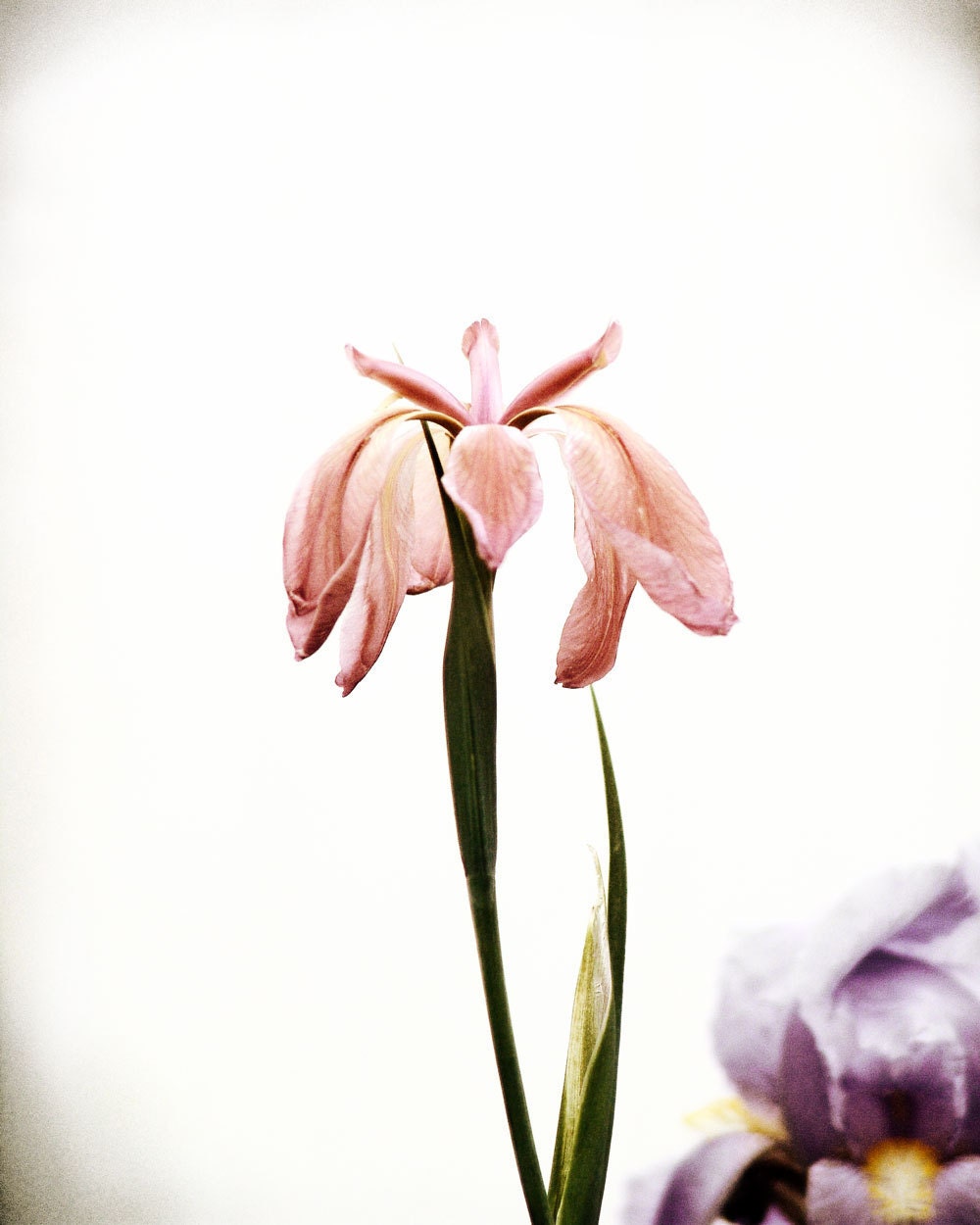 Peach Pink Flower Wall Art -Iris Vintage Style Shabby Chic Photography 11 x 14