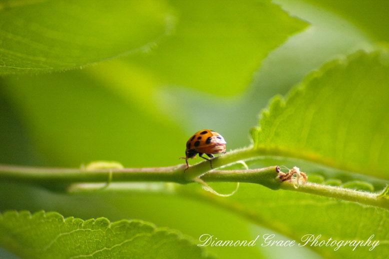 The Journey - A Ladybug w...