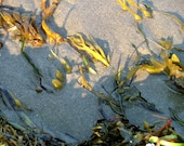 SALE- Summer Seaweed archival photography print 4 x 6 inch