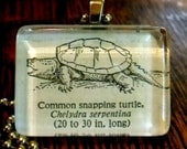 Turtle Dictionary Illustration Pendant
