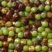10mm and 8mm Faceted Opaque Berry Patch Picasso Mix Firepolished Czech Glass Beads (A110)
