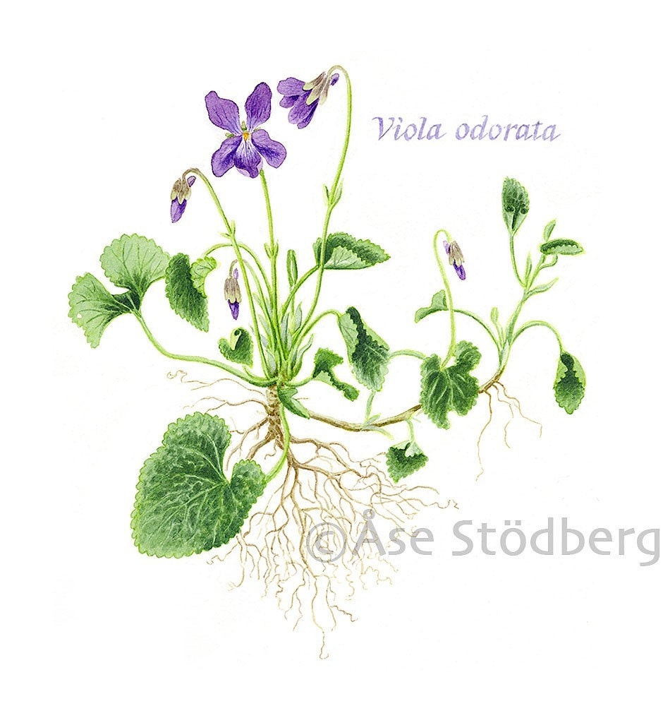 Viola-Art Print - AasesArt