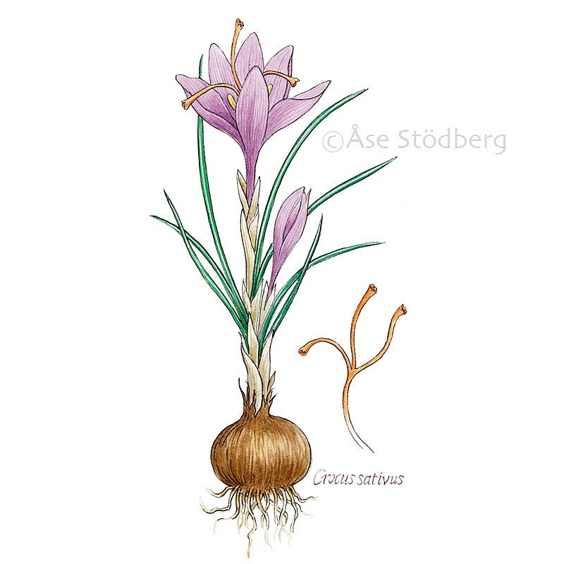 Saffron Crocus Bulbs