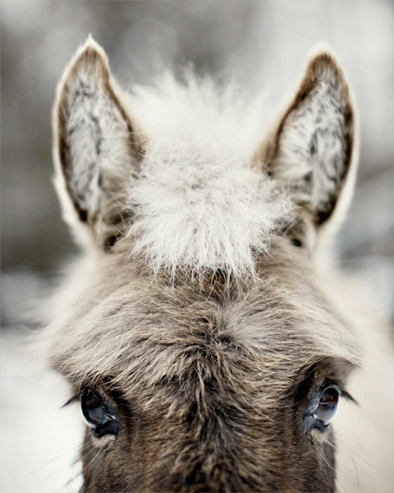 Sophia the Donkey - Fine Art animal photograph, gray donkey's face