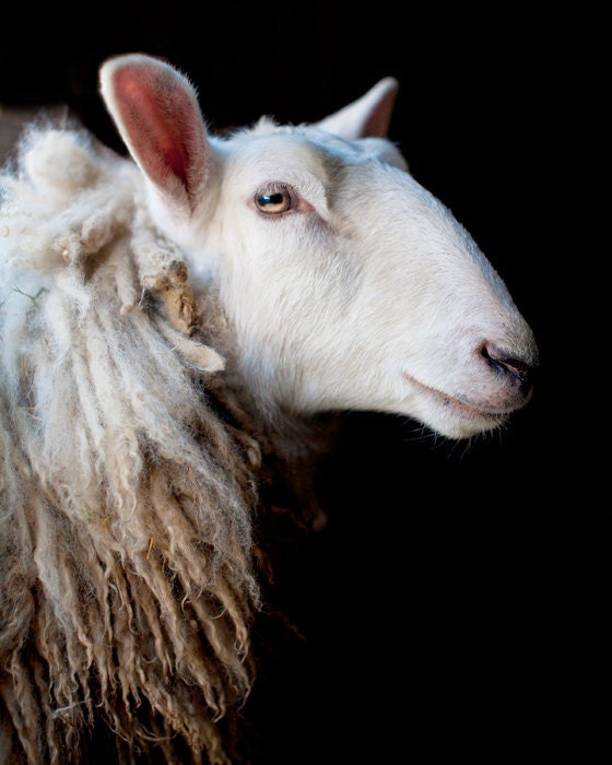 A dignified white Sheep on the farm- Fine Art signed animal photograph