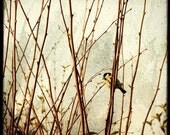 Mesange Charbonniere - 8x8 Fine Art Print - Bird Photography - Etsy Wall Art - TFTeam