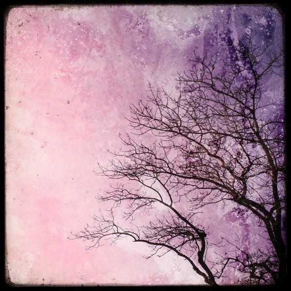 Pink Sky - 8x8 Fine Art Print - Nature Photography - For Tree Lovers - Etsy Wall Art - TFTeam