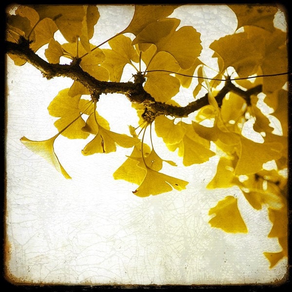 Golden Leaves - 8x8 Fine Art Print - Nature Photography - For Tree Lovers - Etsy Wall Art - TFTeam