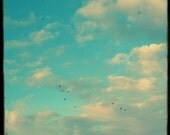 Oiseaux dans les Nuages - 8x8 Fine Art Print - Bird Photography - Etsy Wall Art - TFTeam