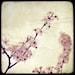 Soft Spring - 8x8 Fine Art Print - Nature Photography - Flower TTV - Say It With Flowers - Etsy Wall Art - TFTeam - Flower Photograph