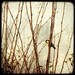 Mesange Charbonniere - 8x8 Fine Art Print - Bird Photography - Etsy Wall Art - TFTeam