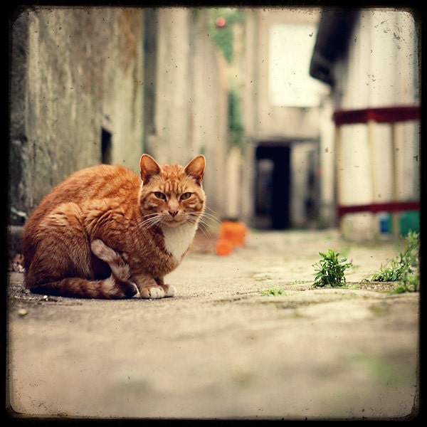 Alley Cat - 8x8 Fine Art Print - Cat Photography - Etsy Wall Art - TFTeam