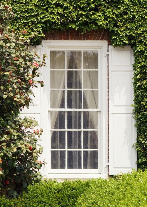 Charleston Plantation Window Print- South Carolina Southern Art - Window Covered in Roses and Ivy - 5x7 Color Photography Print