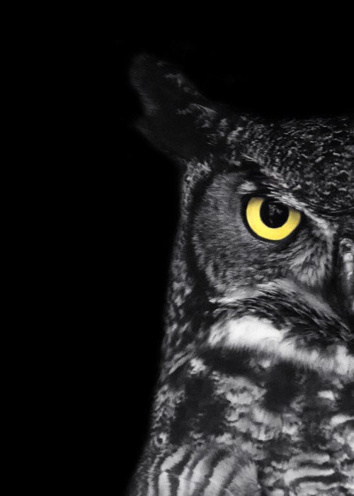 Great Horned Owl Photo - "Ladybird" - 5x7 Black and White Bird Photography Print - Minimal Animal Art - Black Background - Gift under 10