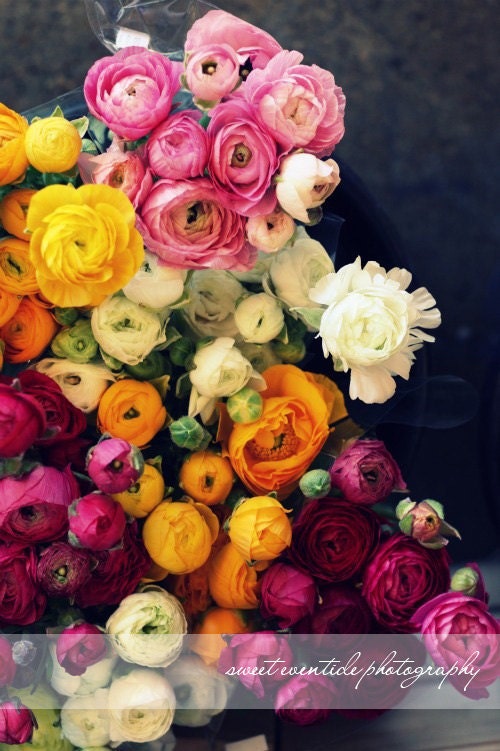 Ranunculus photo large print 20x30 pinterest flowers