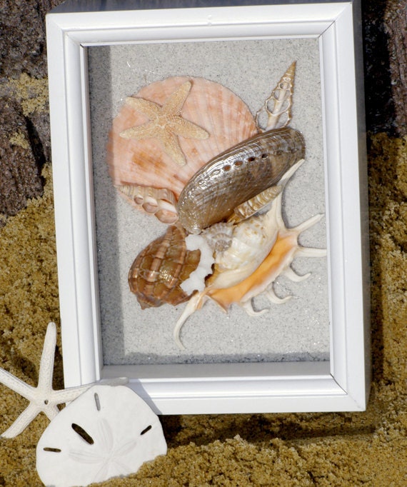 BEACH DECOR, SEASHELL shadow box, coastal, nautical, wall decor, soft orange