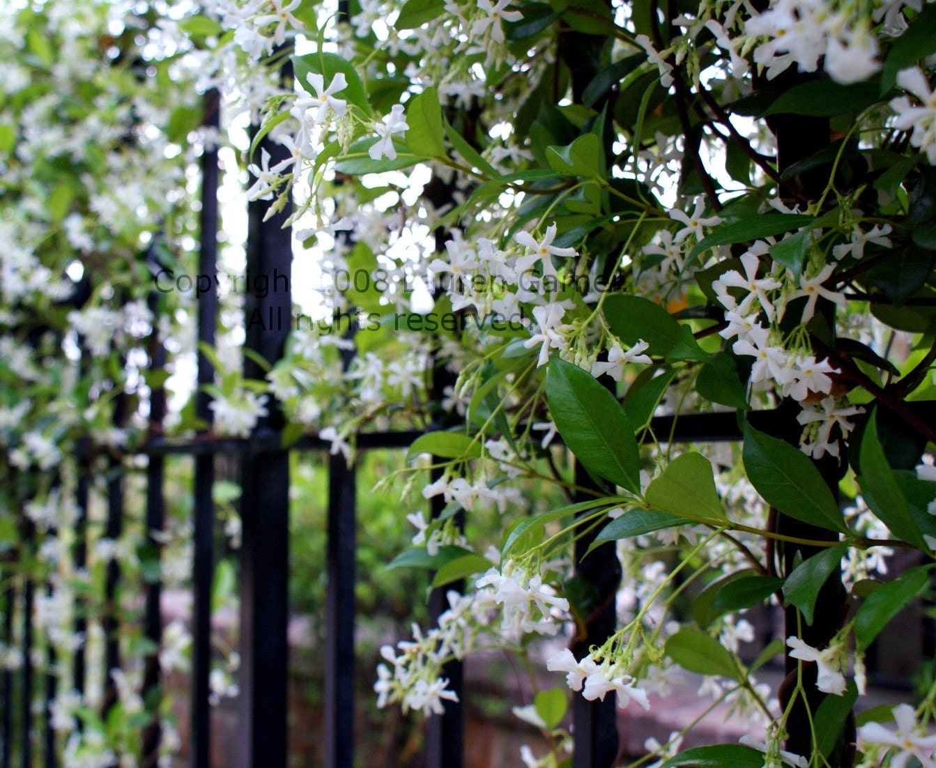 Meet Me at the Gate - Flowers Photography Wedding Engagement Gift Romance Love Green White Black Fine Art Print - 8x10 Photograph