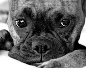 Emma Jean - Boxer Photography Dog Black and White Pet Fine Art Lustre Print - 8x10 Photograph