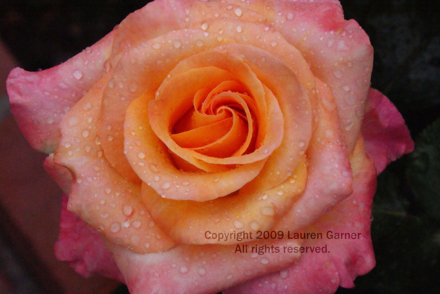 SALE Raindrops on Roses - Rose Flower Photography Pink Orange Soft Pretty Delicate Bloom Blossom Fine Art Print - 8x10 Photograph
