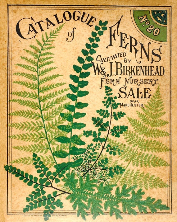 Antique Botanical Print "Catalogue of Ferns" Vintage Woodland Floral Illustration - Green Sepia Art Nouveau Garden Print