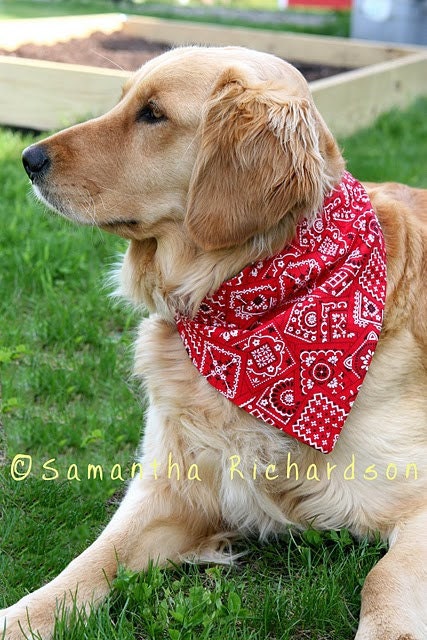Pet Bandanas - set of 4 - large - from secondsanctuary