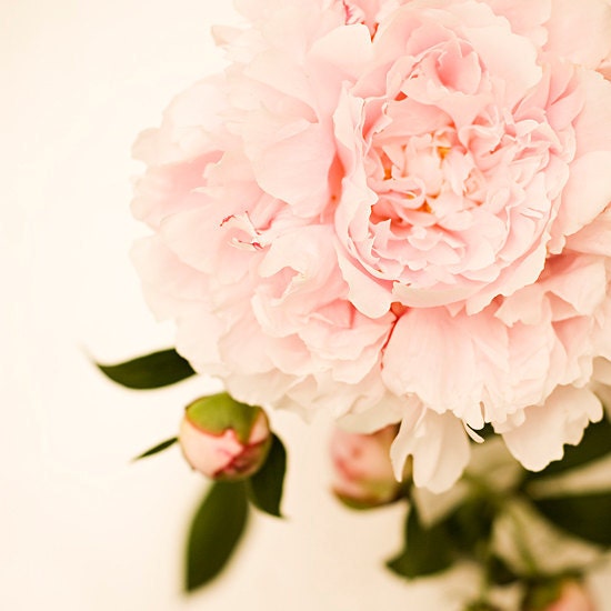 Flower photography flower photograph light pink peony shabby chic nursery decor botanical print fine art  nature photo floral wall art 8x8