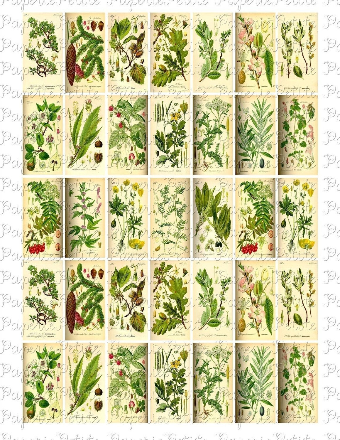 Floral and Leaf Botanical Digital Download Collage Sheet 1 x 2 inch