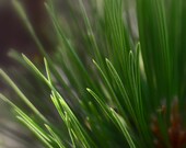 Pine Tree Pine Needles Soft Woodland Ponderosa Forest Green Cabin Lodge Rustic Photograph